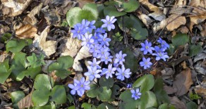Winterlinge ade – willkommen ihr Leberblümchen !