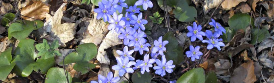 Winterlinge ade – willkommen ihr Leberblümchen !