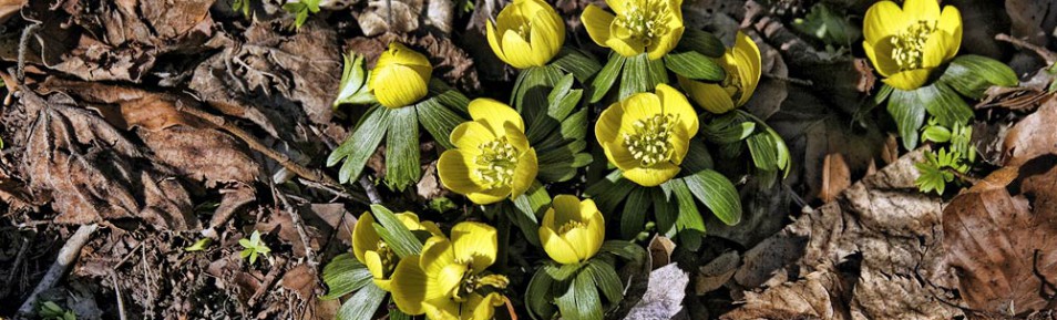 Winterlinge: Bald kommen sie wieder