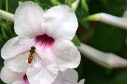 Blumenpracht im Botanischen Garten Jena