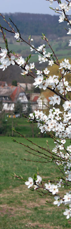 Frühling in den Dörfern um Jena