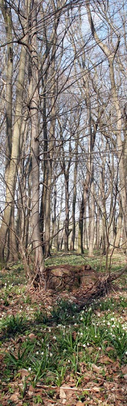 Frühlingsblüher in Großschwabhausena