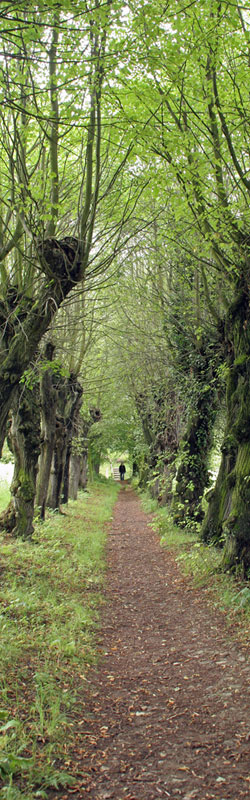 Die Lindenallee hinauf zum Heiligenberg