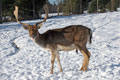 Majestätisch im Wald