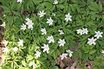 Blütenpracht im Mühltal blumenpracht im mühltal