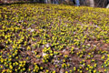 Winterlinge in voller Blüte