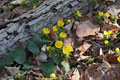 Winterlinge in voller Blüte