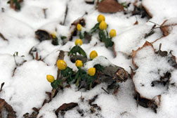 Winterlinge im Schnee